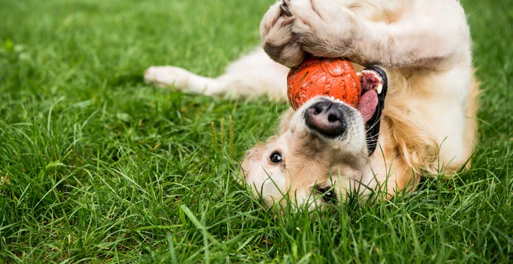 L’importanza del gioco per il cane: motivi e consigli
